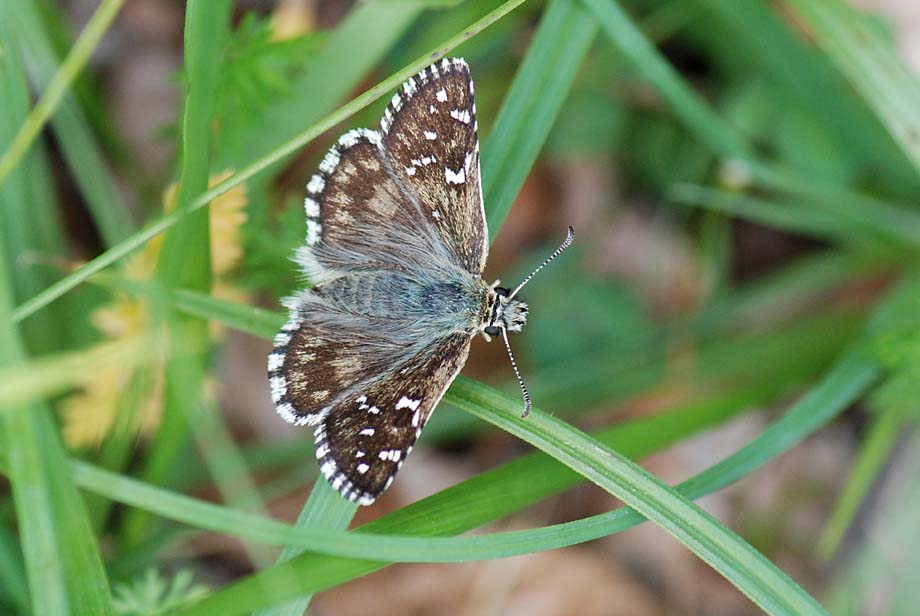 Pyrgus sp?